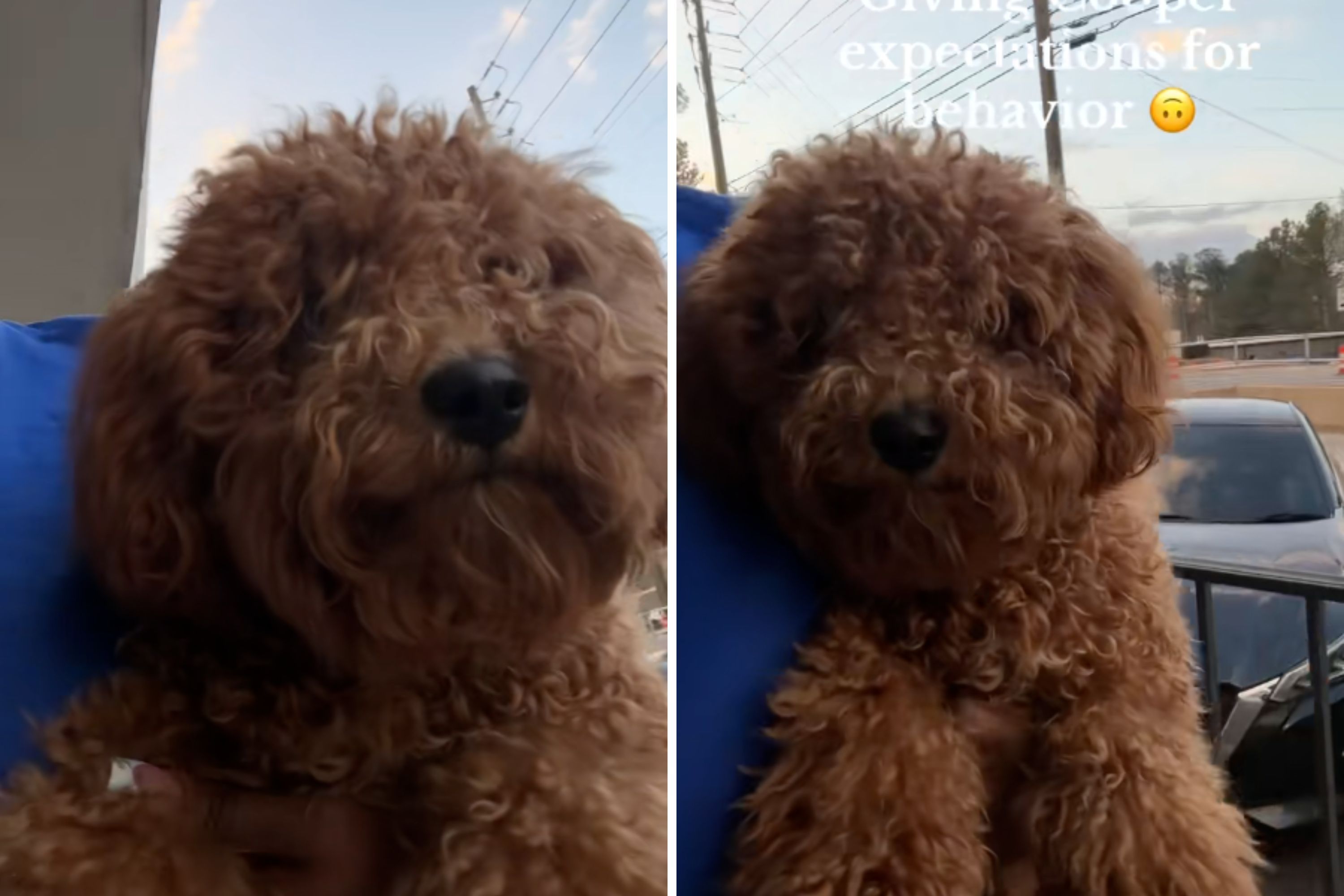 Owner returns to groomer—not prepared for what they've done to her dog