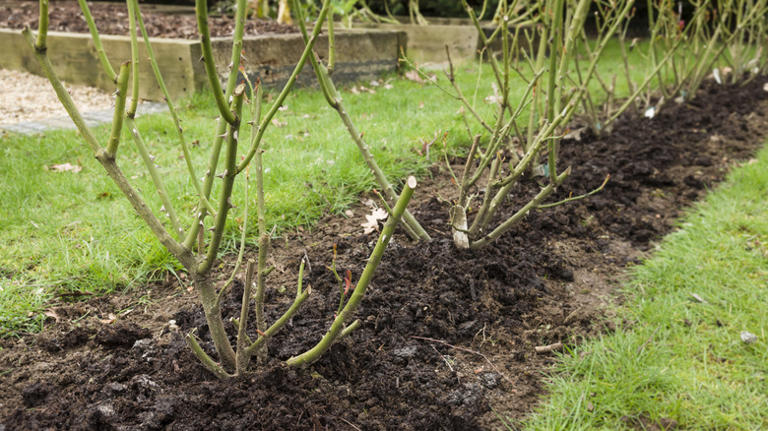 How to fertilize roses in late winter for bigger spring blooms