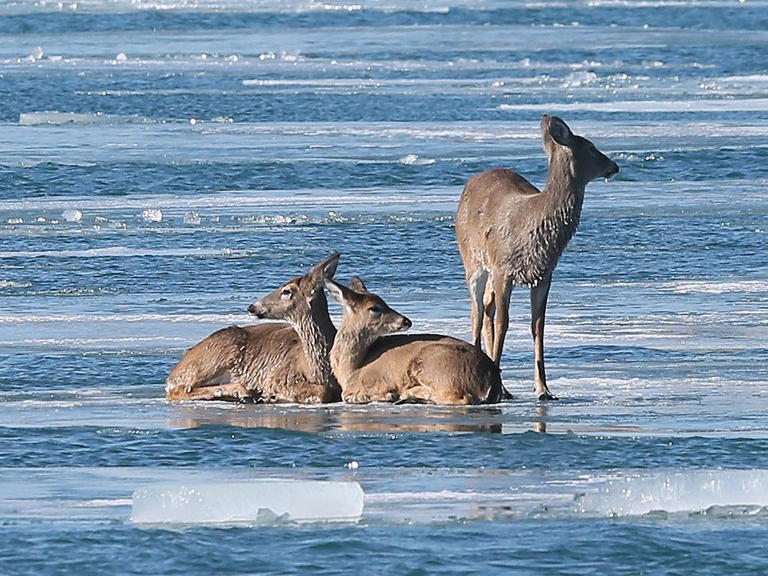 Detroit River deer trio draws attention as animals coast by downtown ...