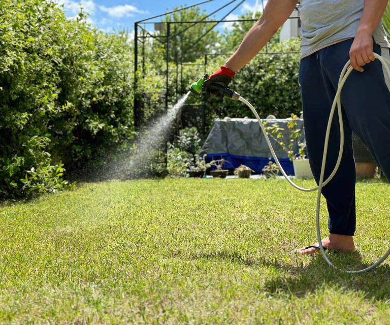 What is fertilizer burn? Signs you're overfeeding your plants & what to ...