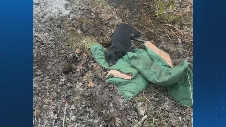 Woman accused of abandoning injured dog in Indiana County<br>