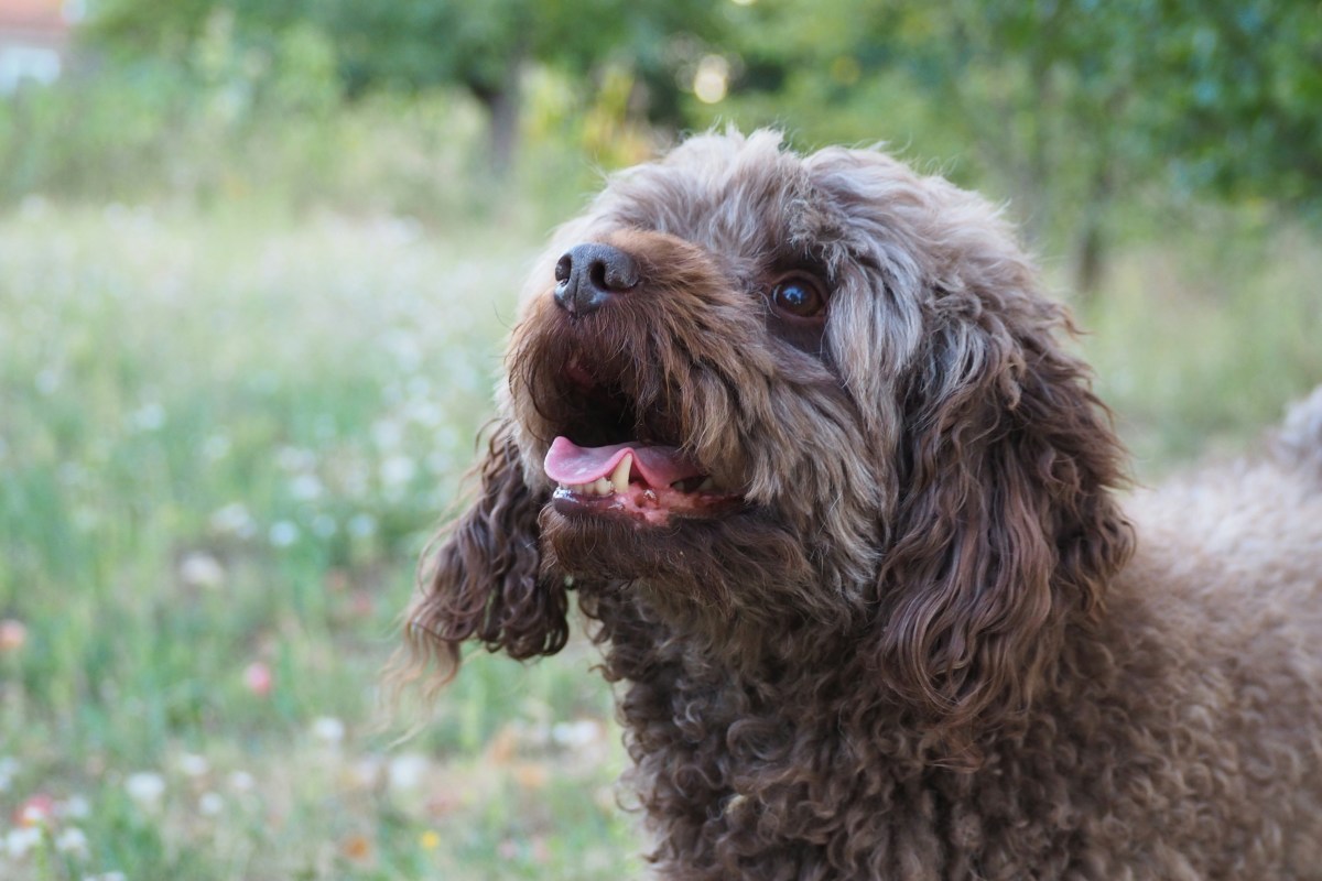 Meet Max: The dog who loves swinging like a kid and melts hearts online