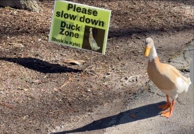 Forest Acres neighborhood takes a duck under its wing