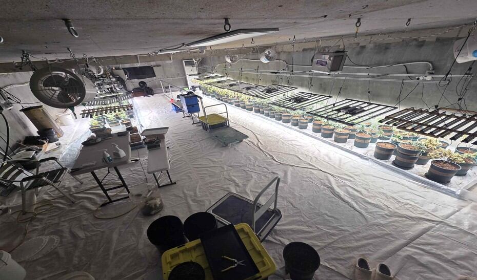 Drug rings exploit government smart farm subsidies for underground ...