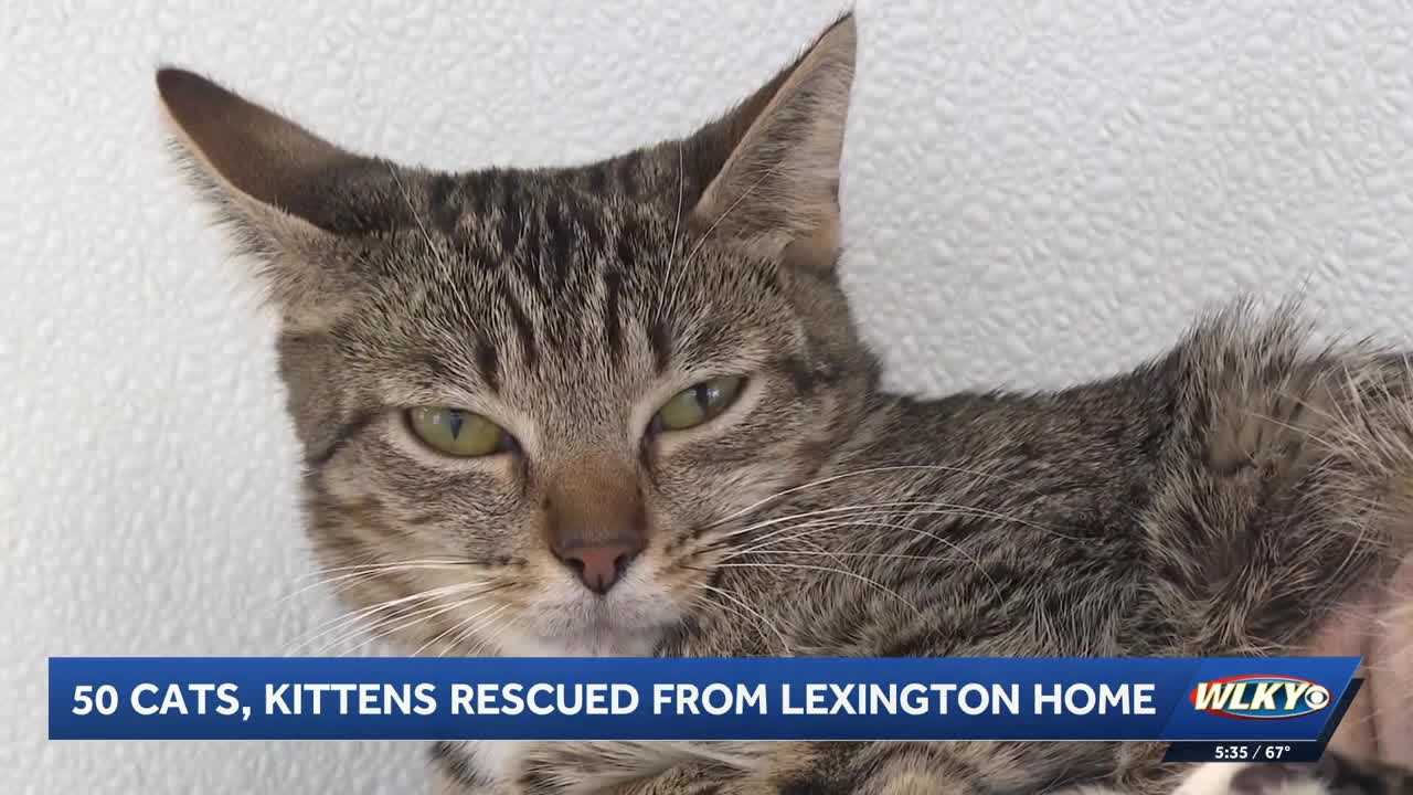 50 cats, kittens rescued after Kentucky woman evicted from her home