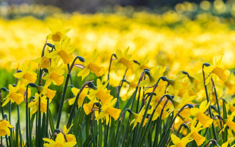 The wonders of British springtime (and where to see them)