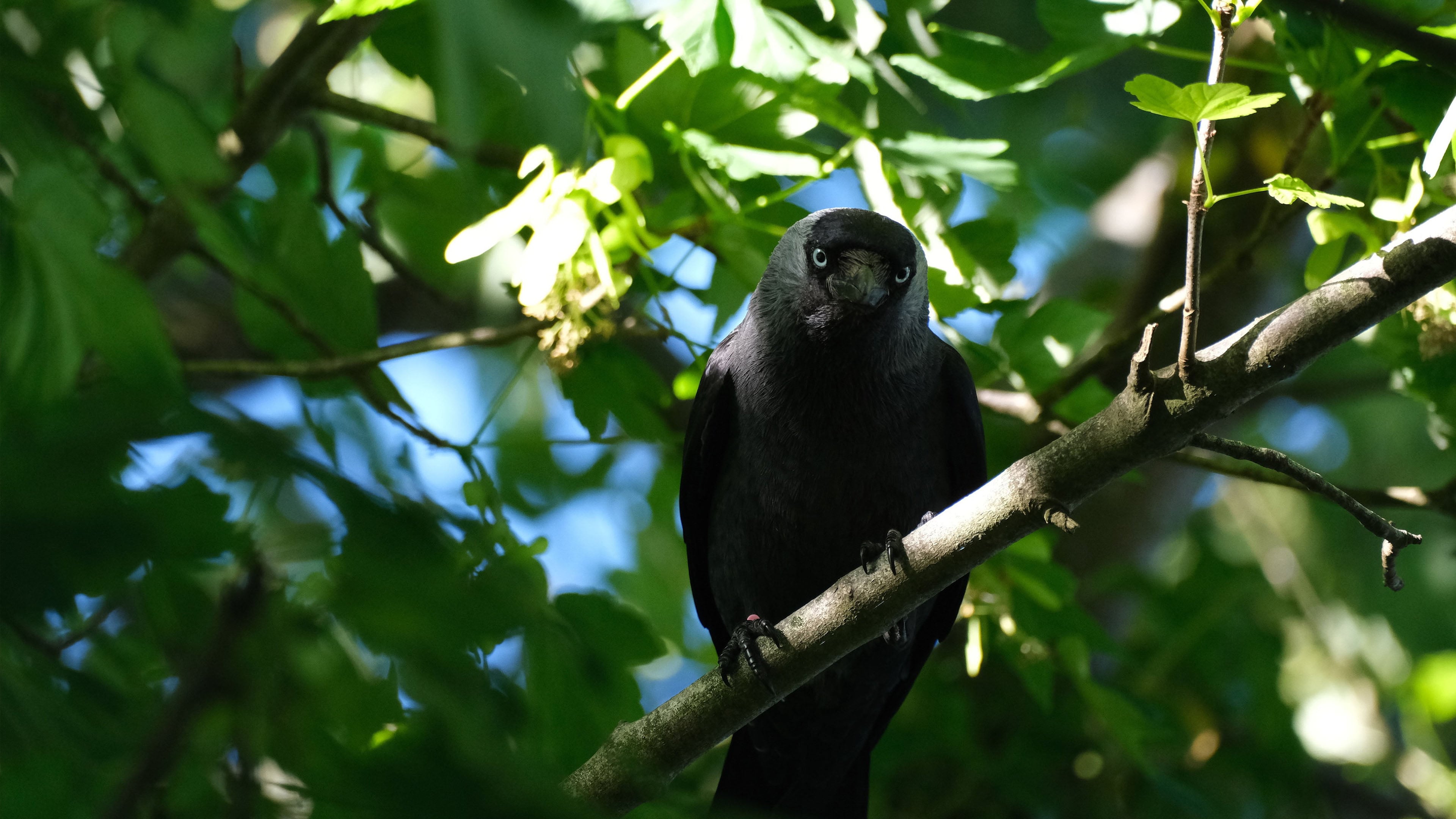 Jackdaw chicks learn about predators by listening to adults, reveals study