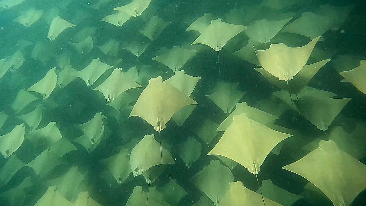 Freediver swims alongside hundreds of rays off coast of Australia