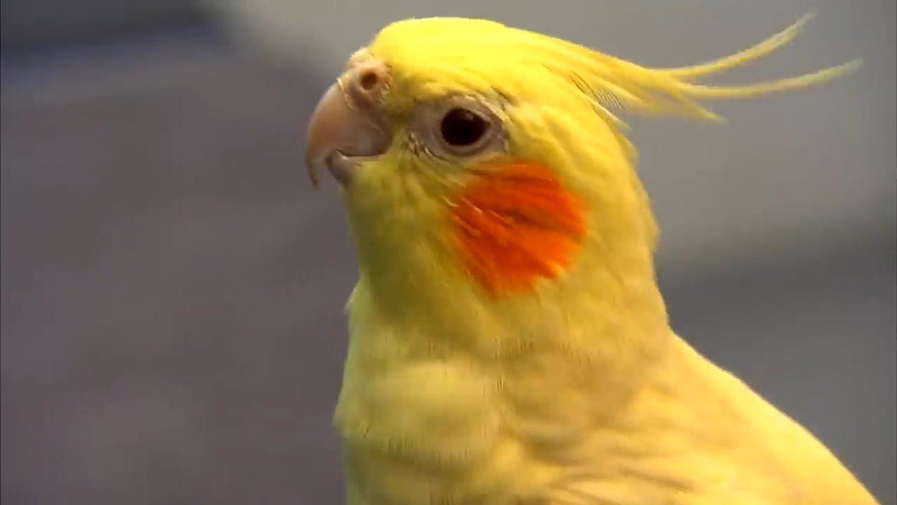 This bird’s habit nearly cost her everything
