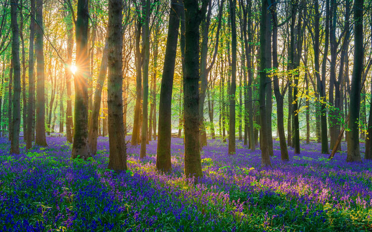The wonders of British springtime (and where to see them)