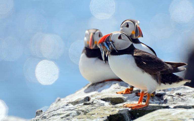 The wonders of British springtime (and where to see them)