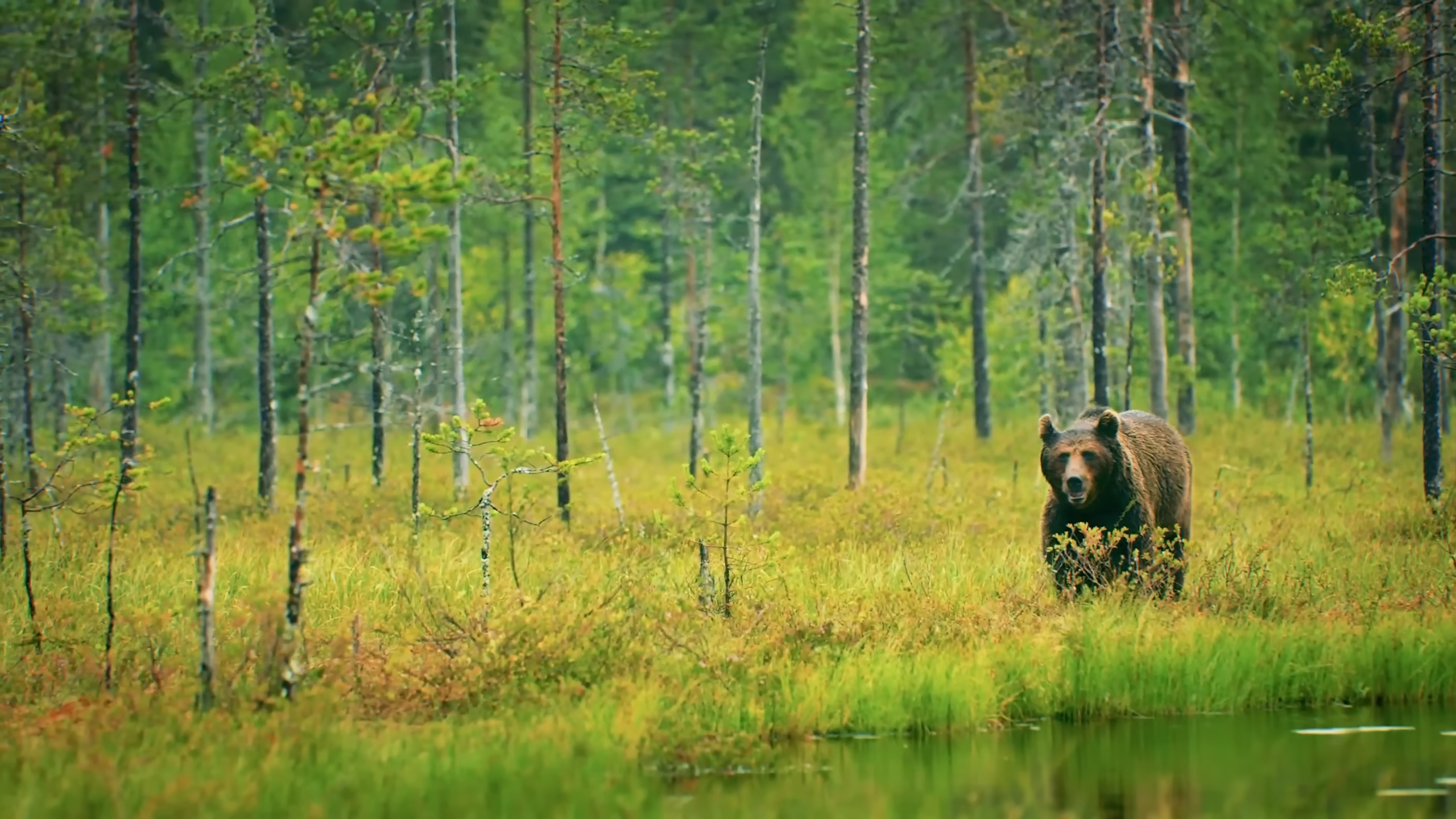 Why rainforests exist in places they shouldn’t and it's shocking