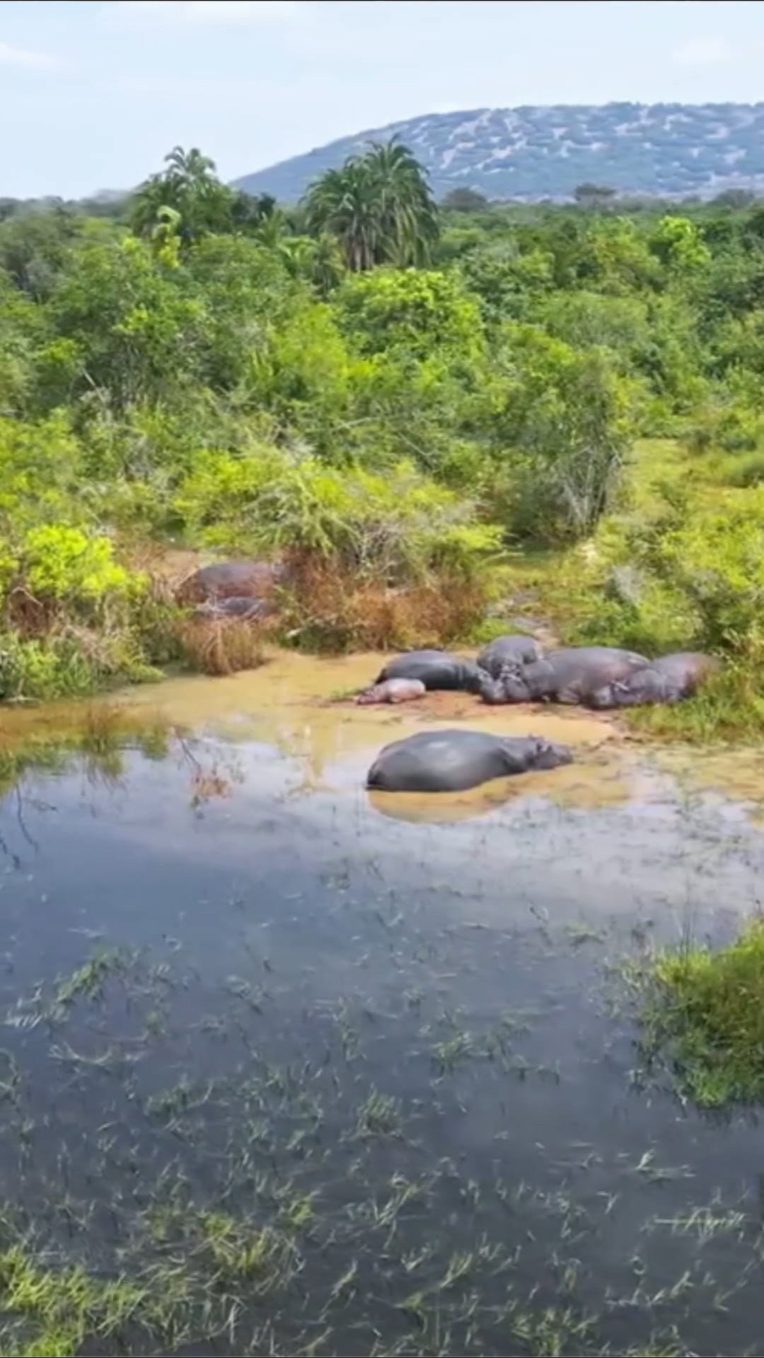 Akagera National Park, Africa: Drone captures Rwanda's majestic savannah