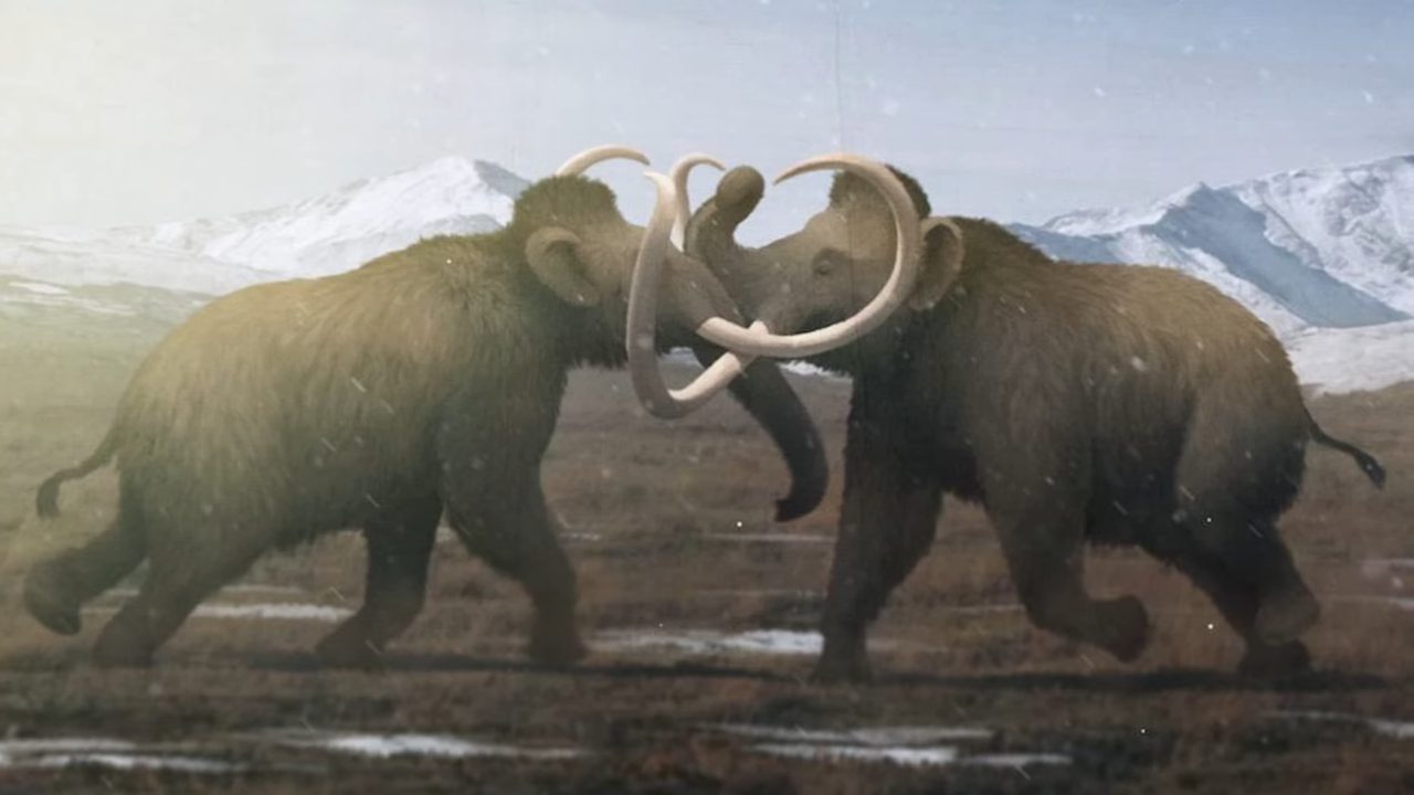 Why the woolly mammoth vanished from the Earth