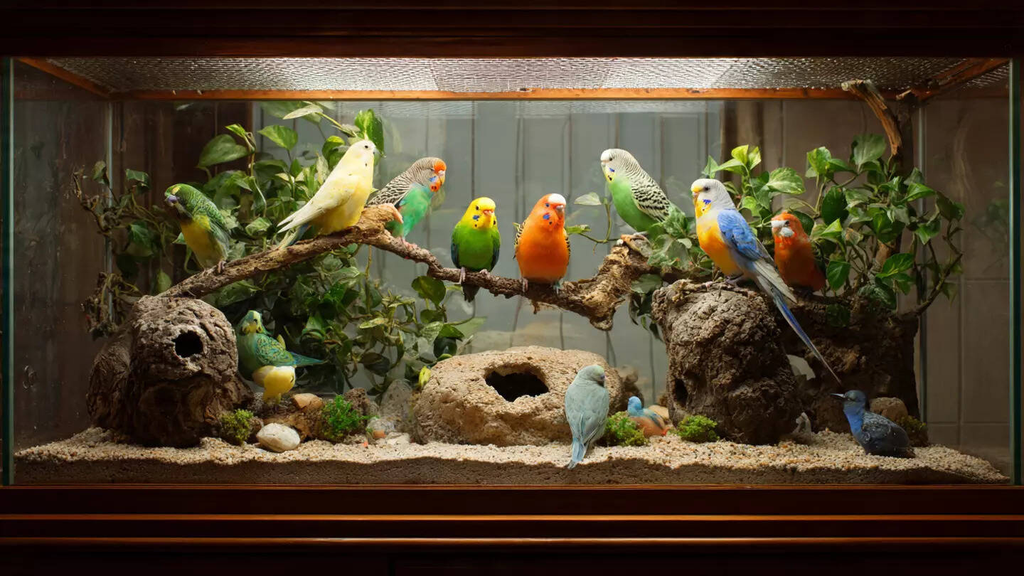 Naturalistic bird enclosure setup guide for healthy and happy pet birds
