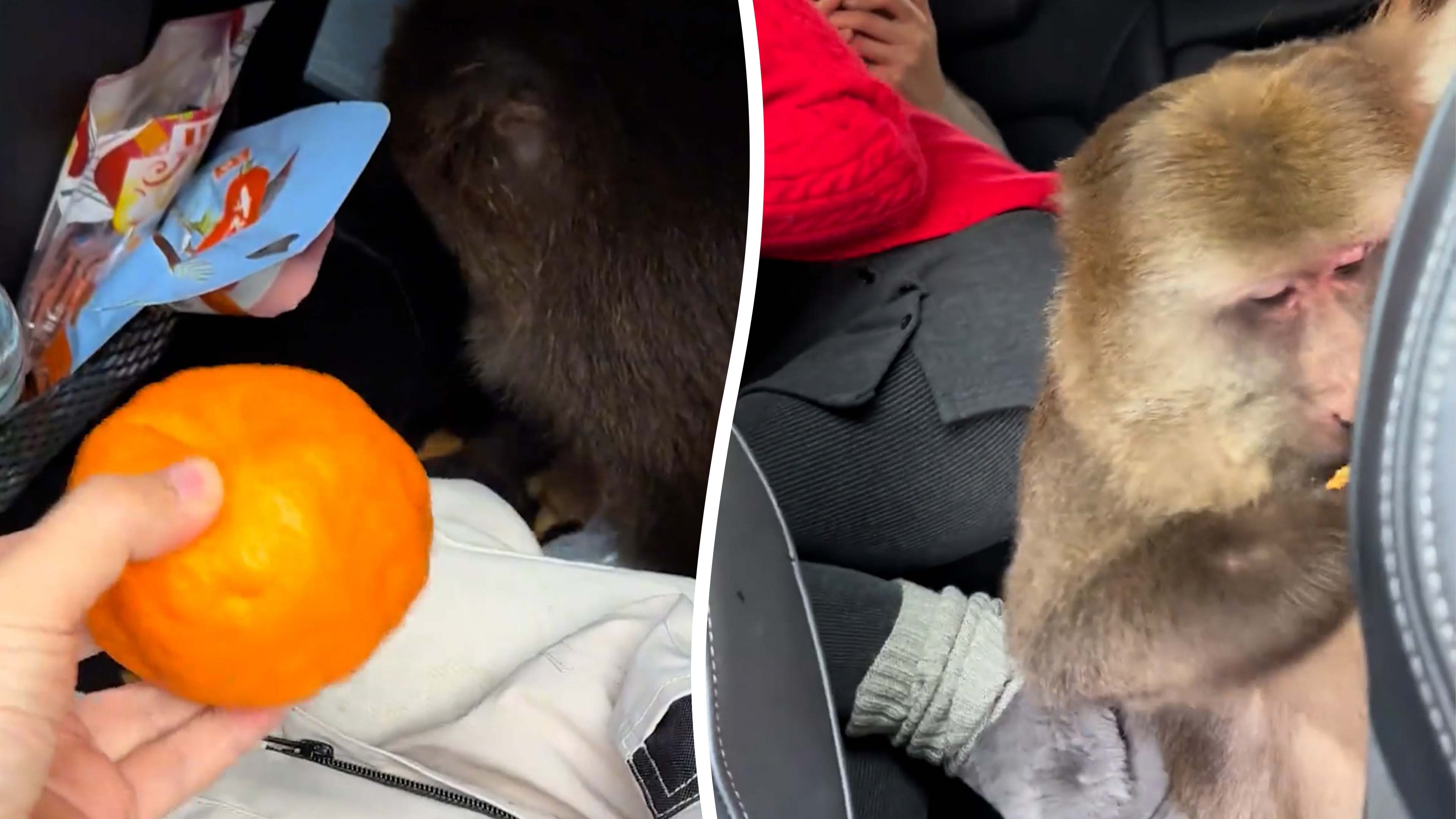Cheeky monkey climbs into tourist's car and steals snacks