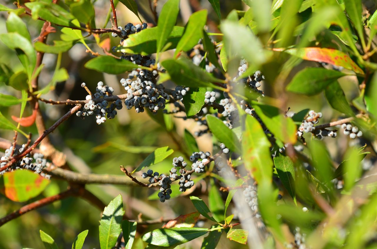Wax Myrtle