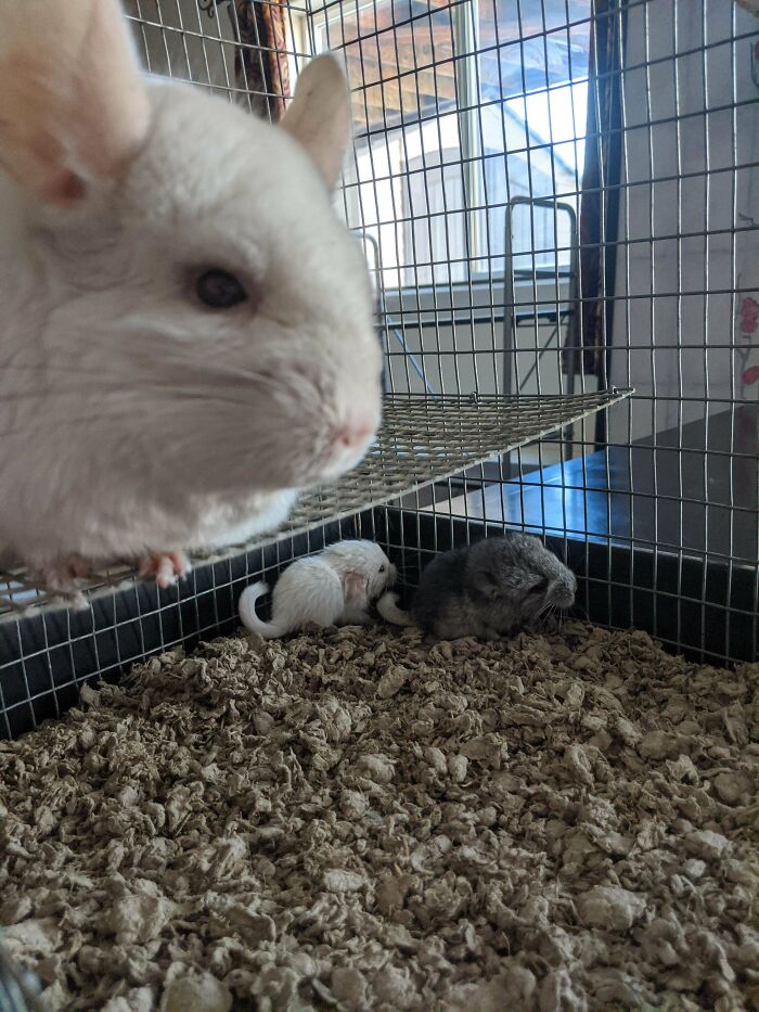 50 Wholesome Photos That Prove We Don’t Deserve Animals