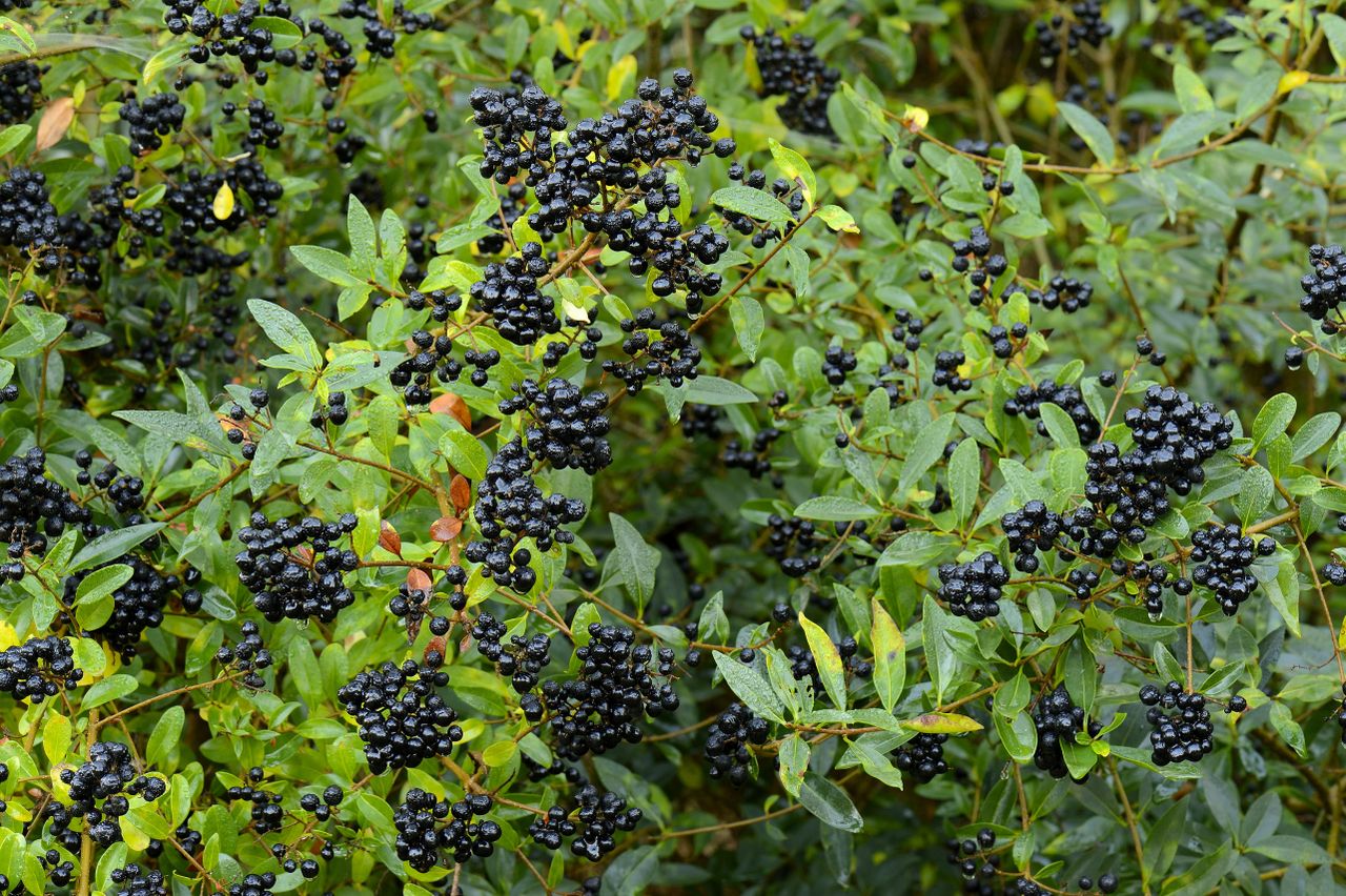 Privet (Ligustrum vulgare) with berries, North Rhine-Westphalia, Germany