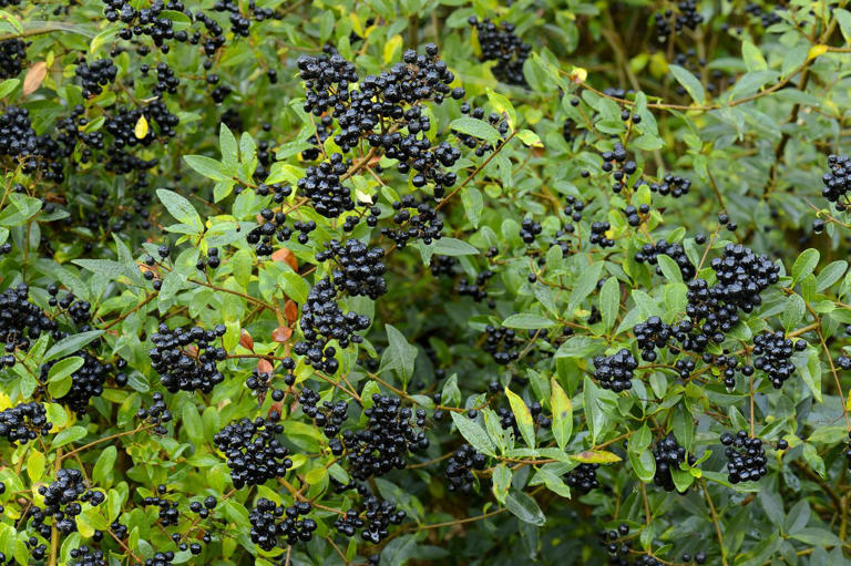 8 fast-growing evergreen shrubs that make your garden look full and ...