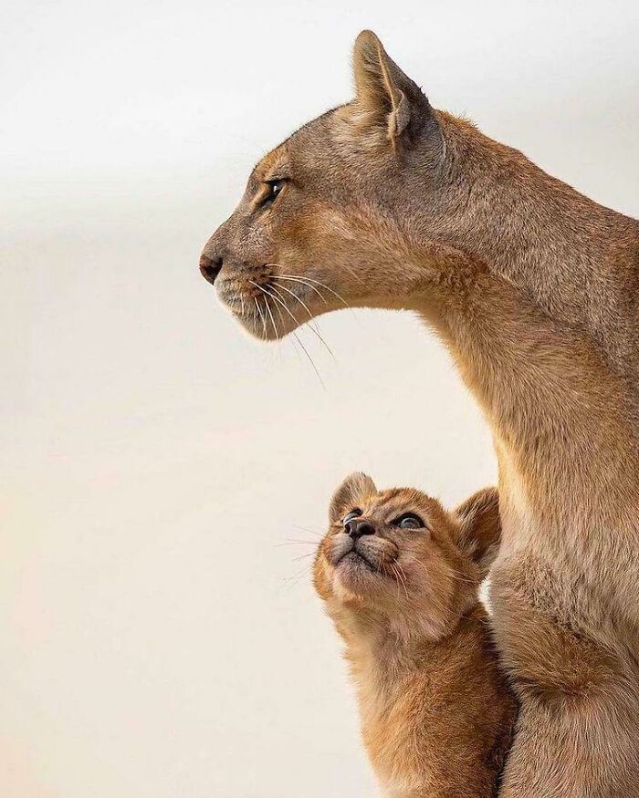 50 Wholesome Photos That Prove We Don’t Deserve Animals