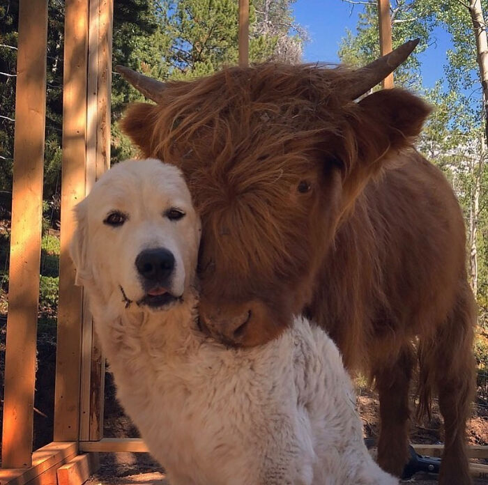 50 Wholesome Photos That Prove We Don’t Deserve Animals