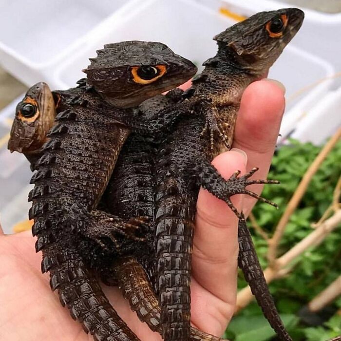50 Wholesome Photos That Prove We Don’t Deserve Animals