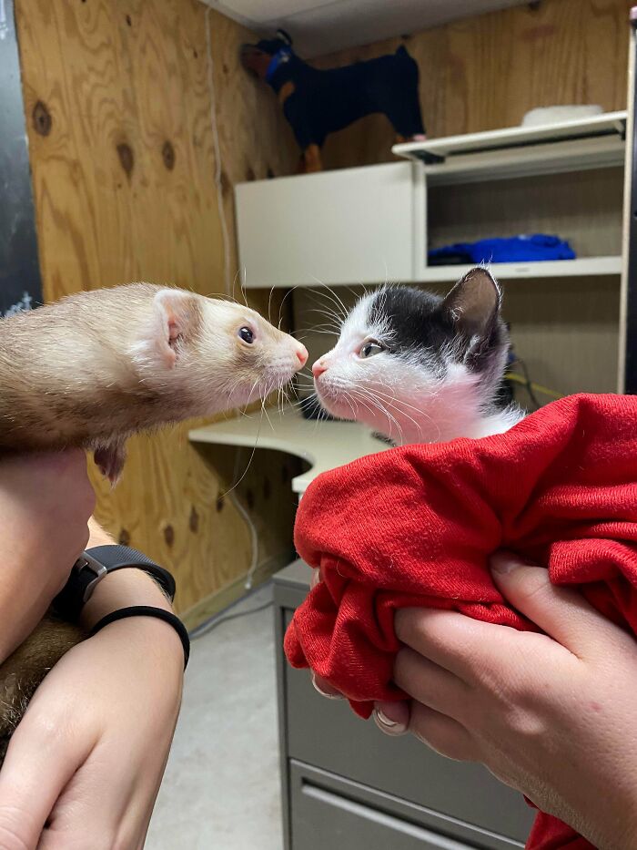 50 Wholesome Photos That Prove We Don’t Deserve Animals