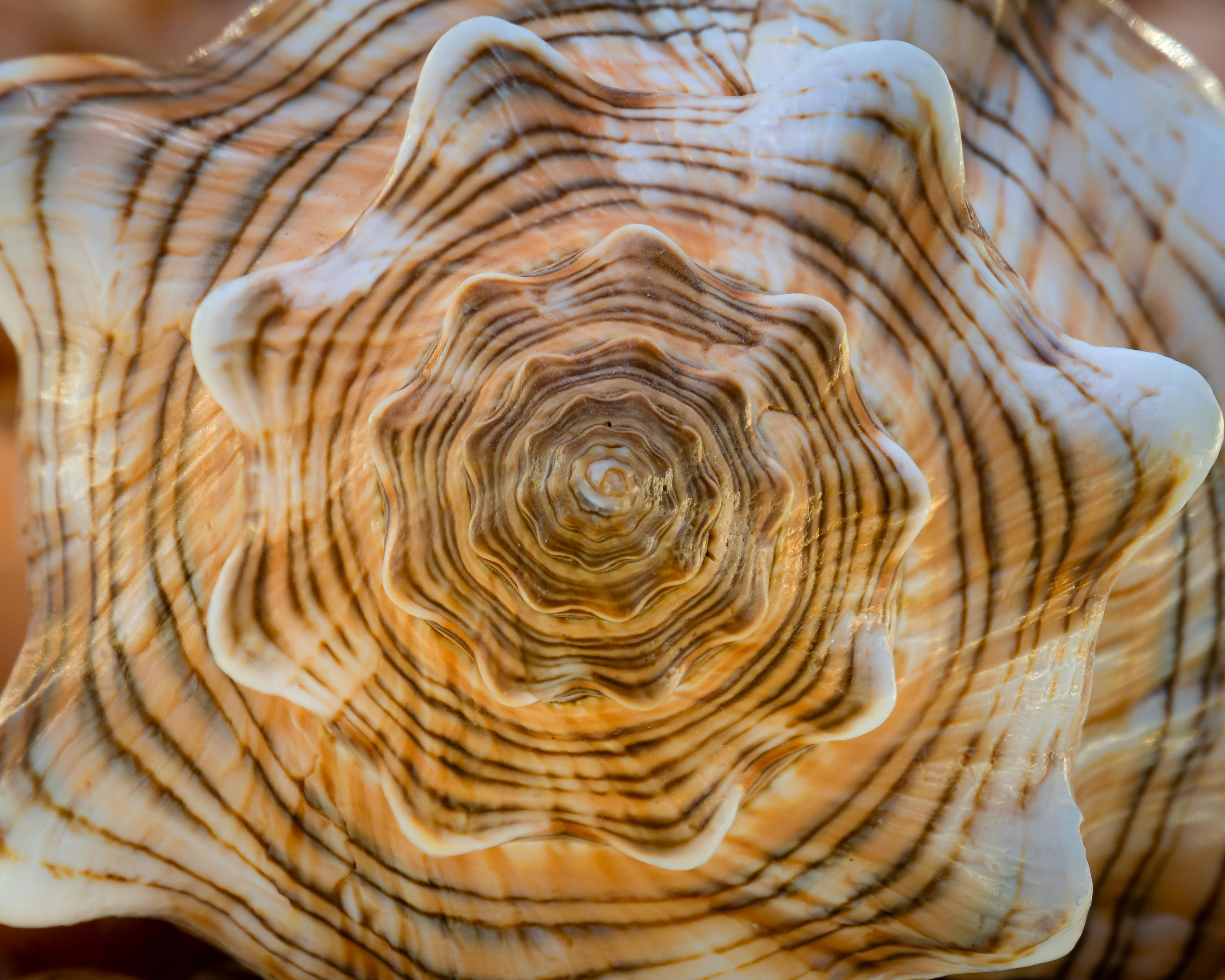 Sanibel Shell Show back on island to wow collectors from around world