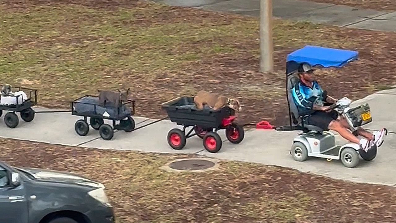 Man takes his dogs on 'train ride' through Australian city