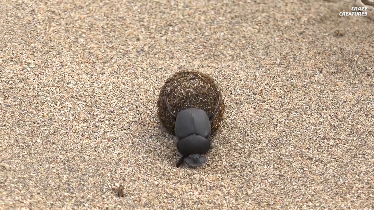 Watch what happens when the strongest animal lifts 1000 times its weight