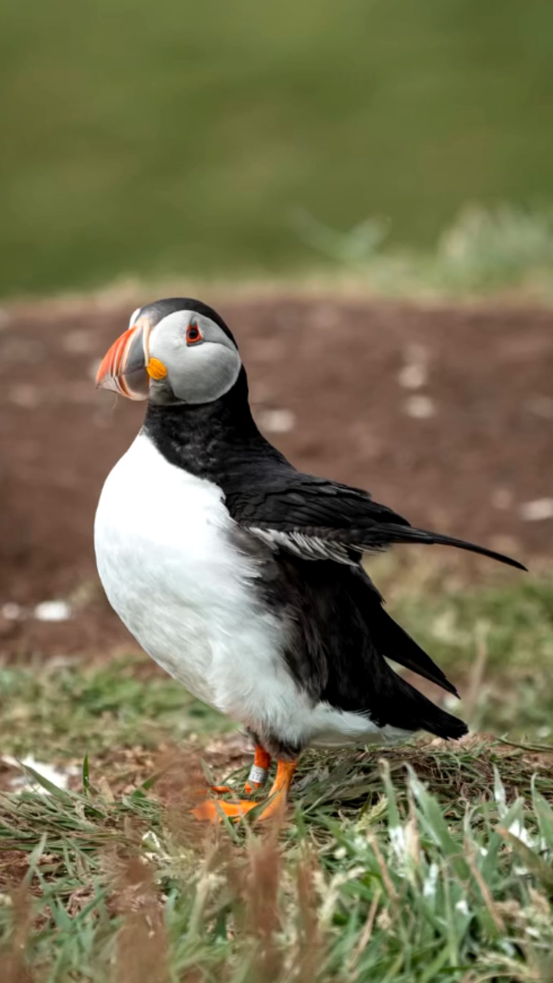 Puffins return to the same home every year nature insight