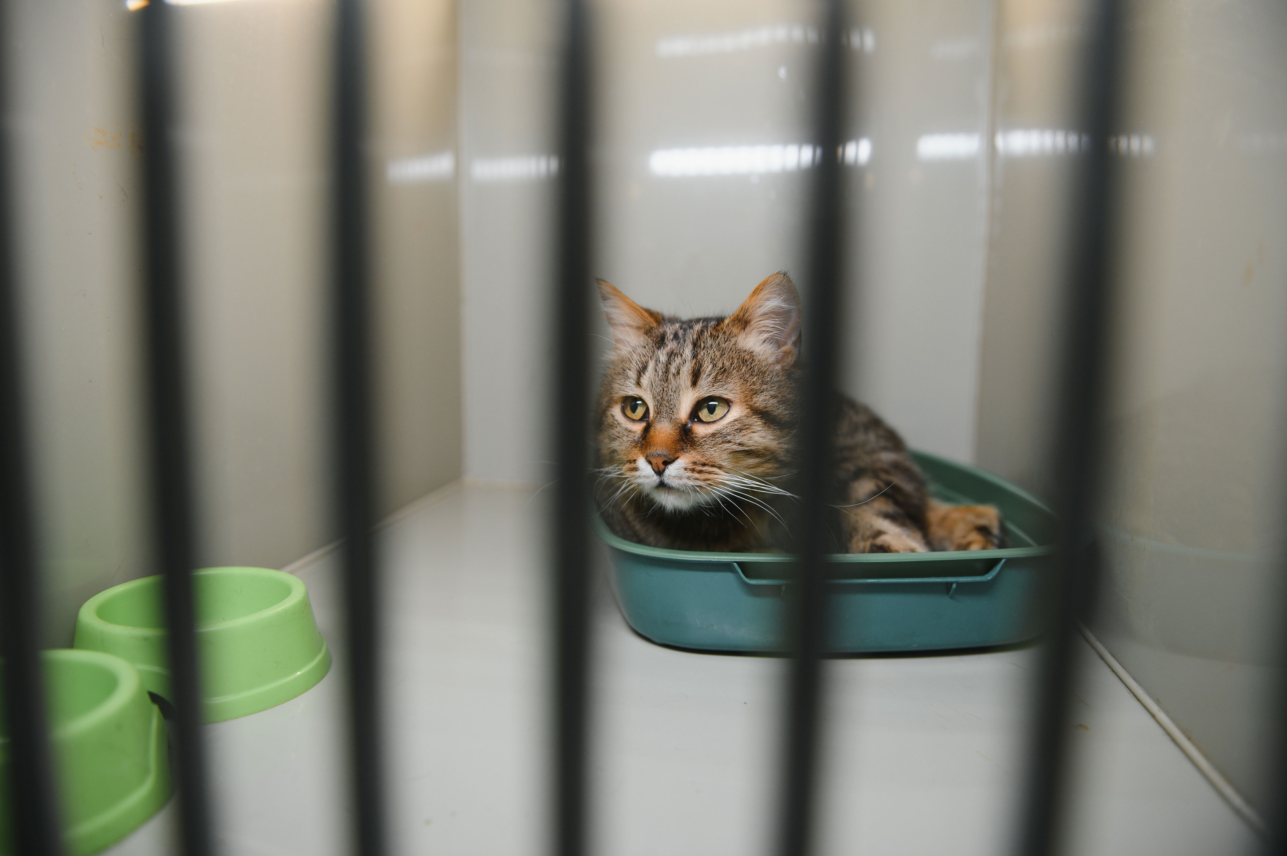 Saddest shelter cat finally gets adopted—then true personality emerges