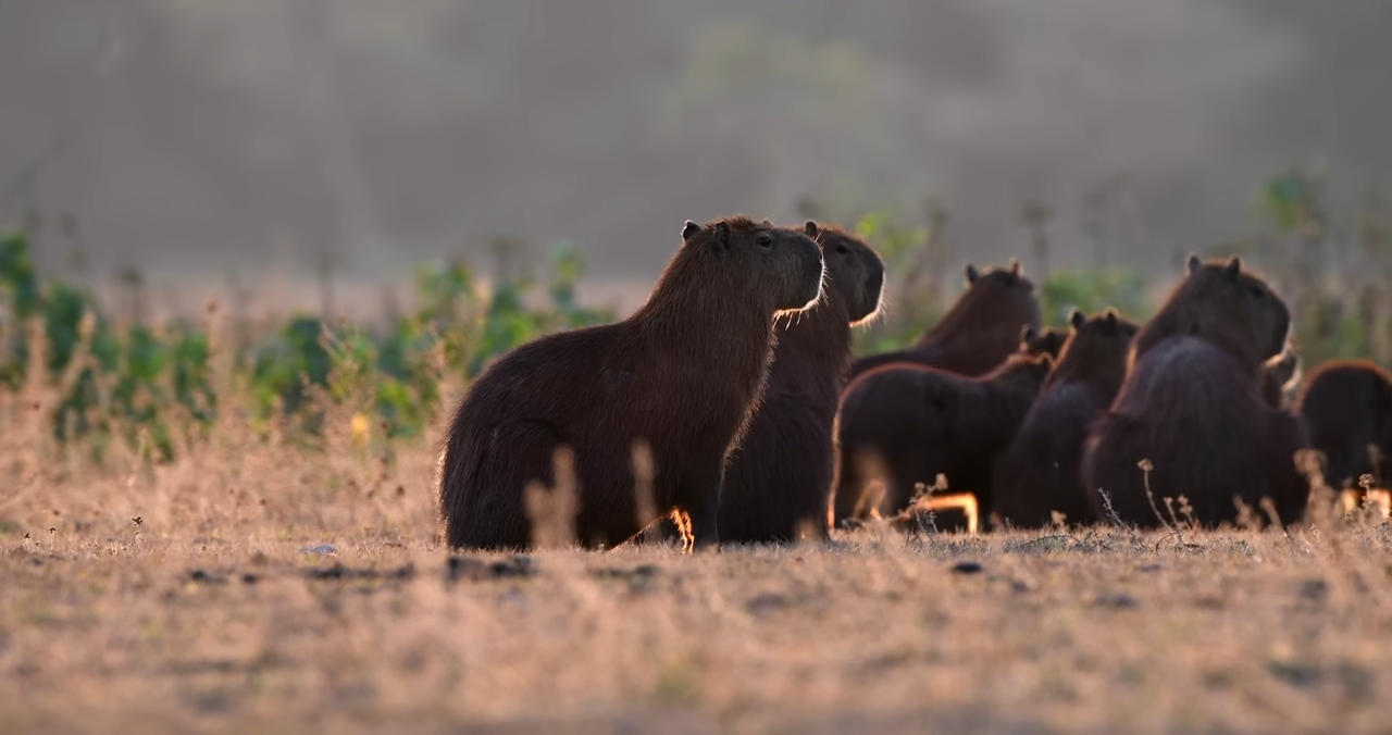 Watch what happens when capybaras walk out of the dark and head ...