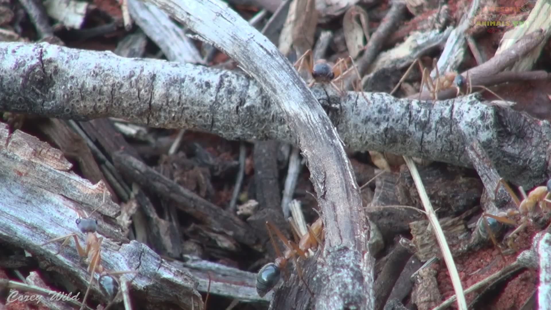 Australian bulldog ants and inch ants deliver painful stings with first ...