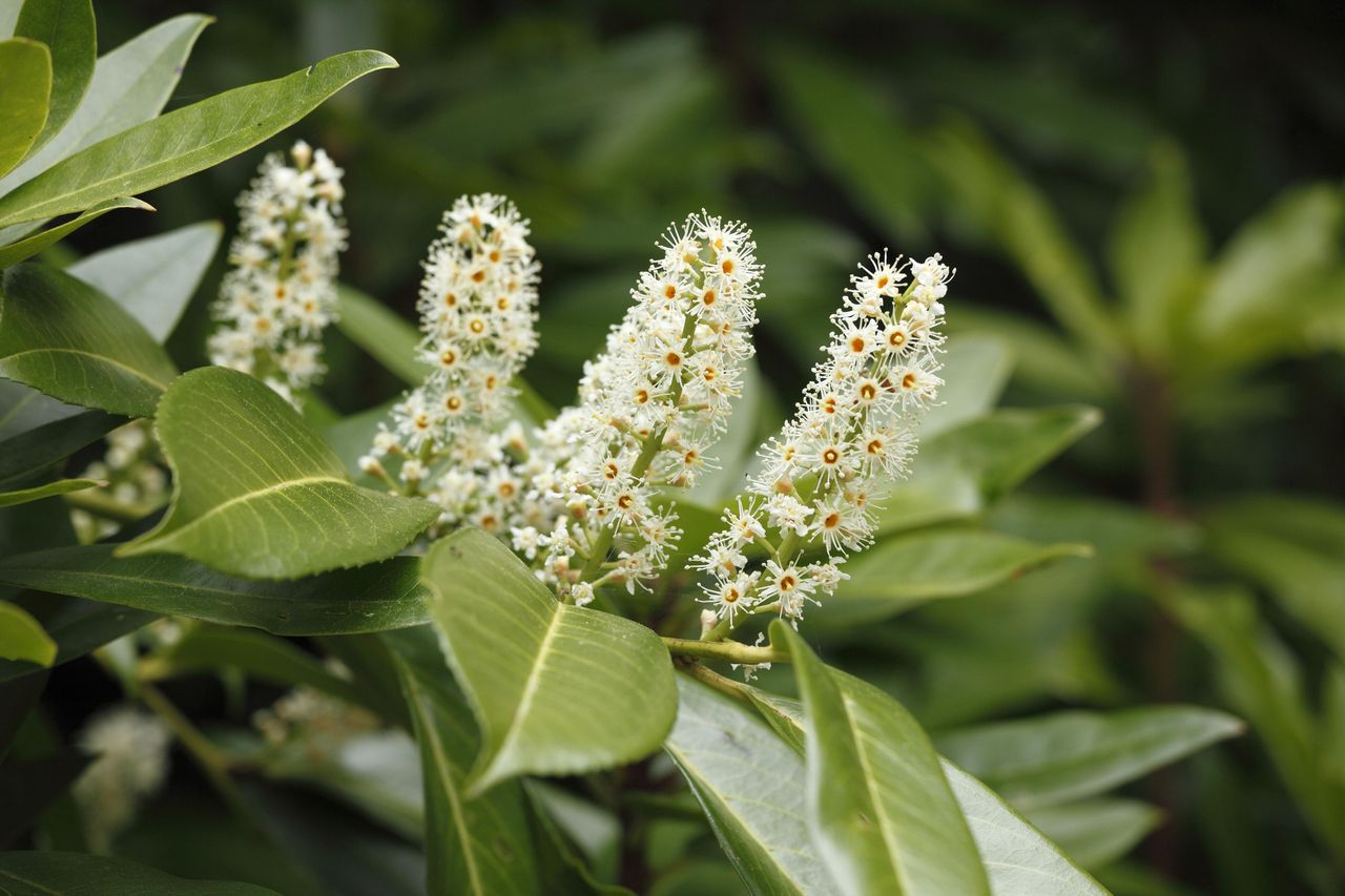 Cherry laurel in bloom.