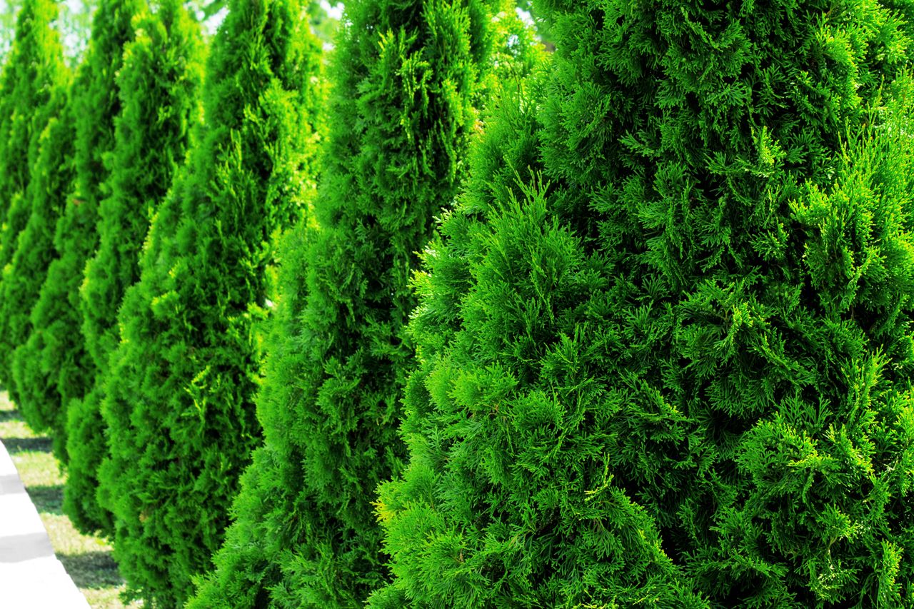 Green Giant Arborvitae