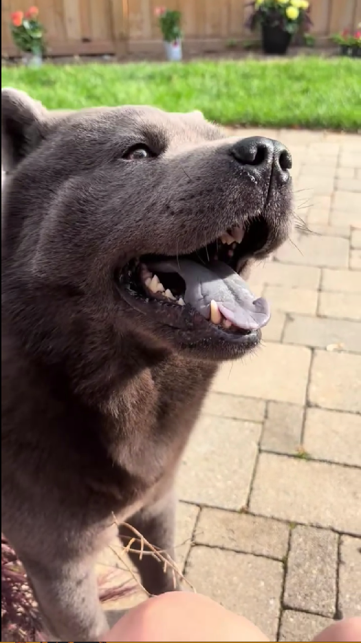 The outdoor stick skills that make this dog stand out
