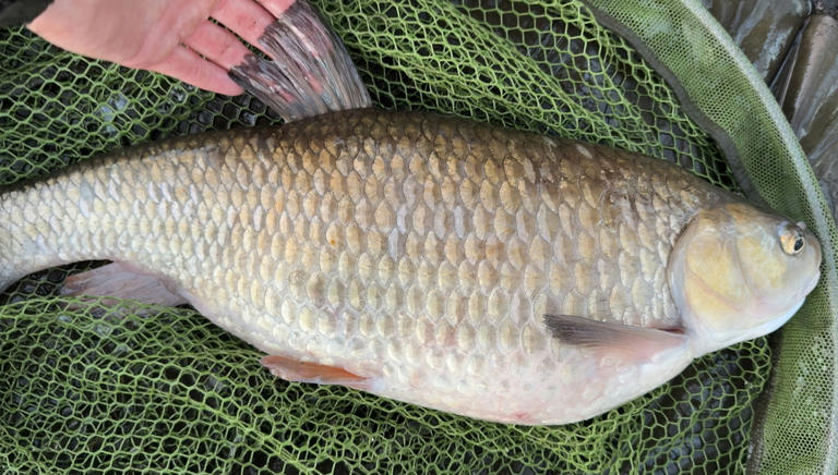 Colossal Colne chub leaves angler in disbelief