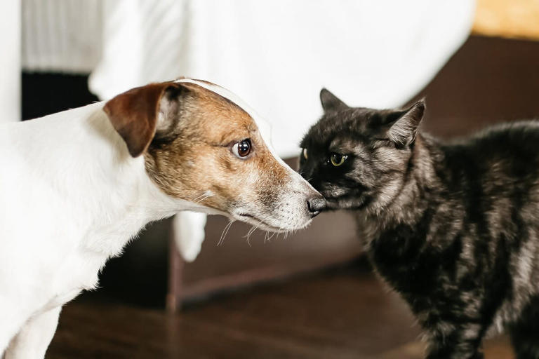Roma, the cat, hugs Jack Russell terrier sibling in heartwarming ...