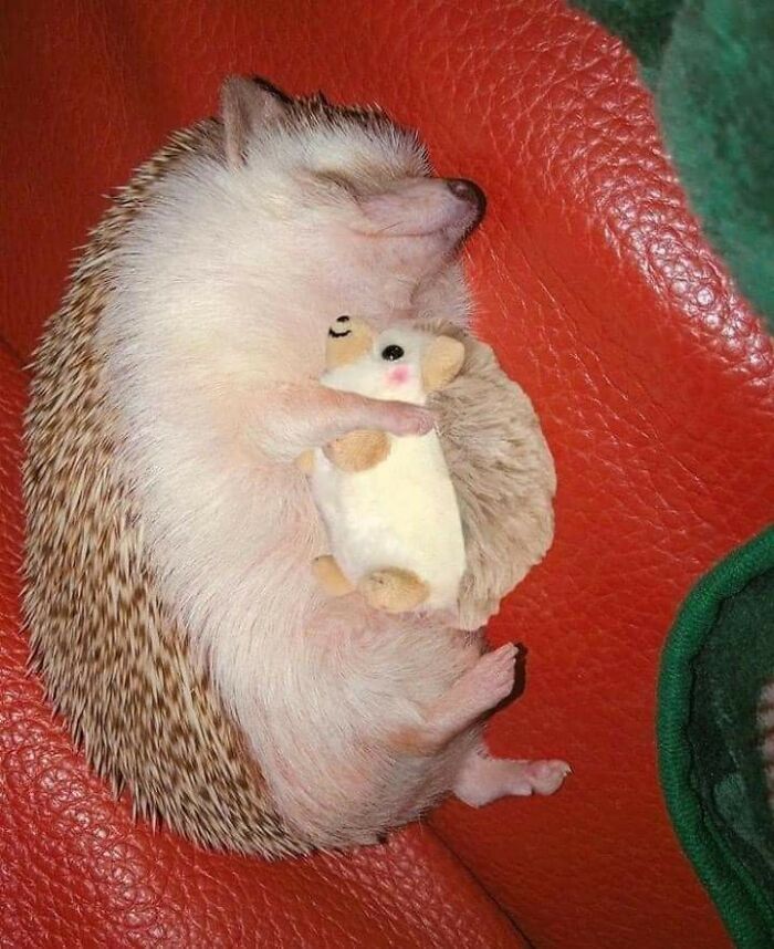 50 Wholesome Photos That Prove We Don’t Deserve Animals