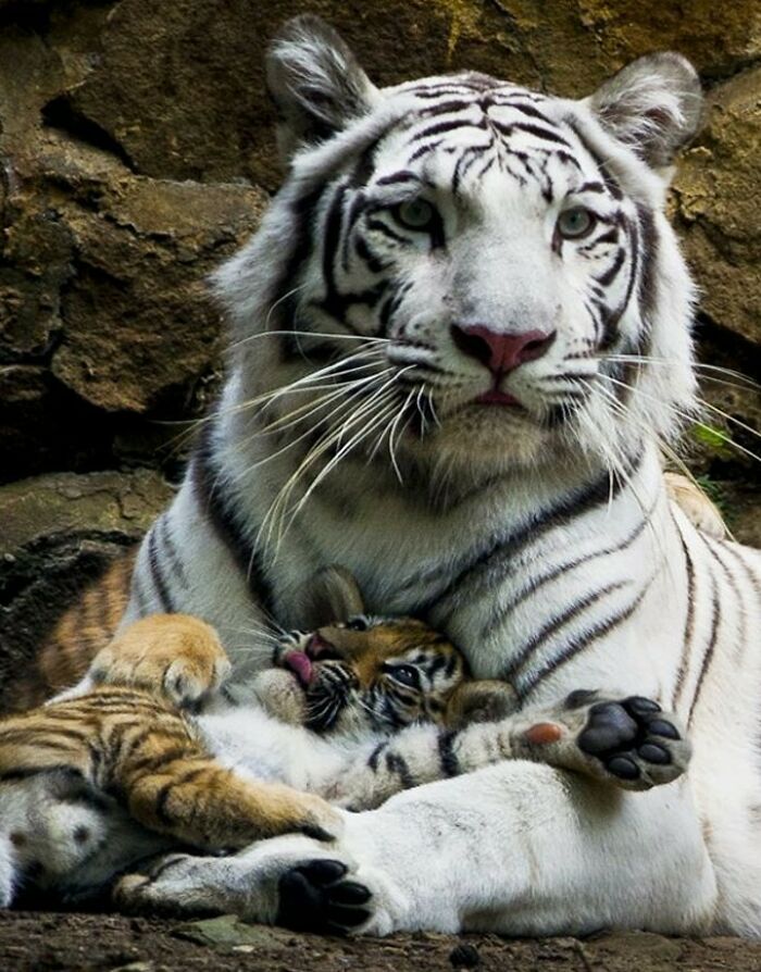 50 Wholesome Photos That Prove We Don’t Deserve Animals