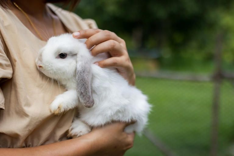 7 adorable signs your pet rabbit fully trusts you, says a vet