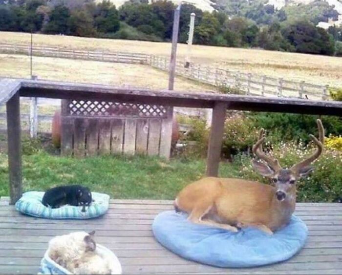 50 Wholesome Photos That Prove We Don’t Deserve Animals