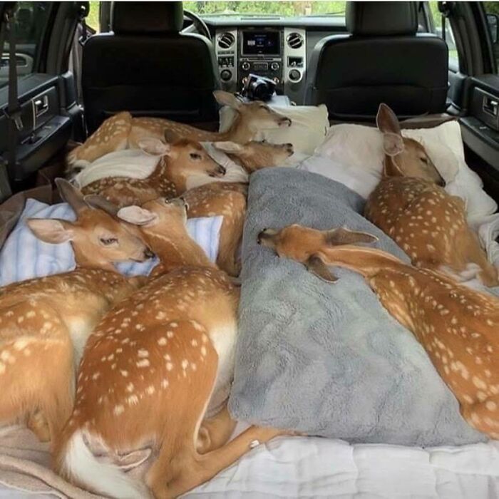 50 Wholesome Photos That Prove We Don’t Deserve Animals