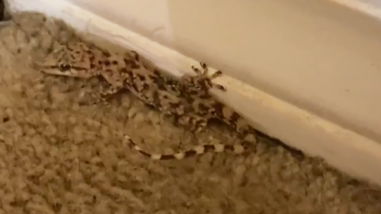 Gecko makes a bold move!