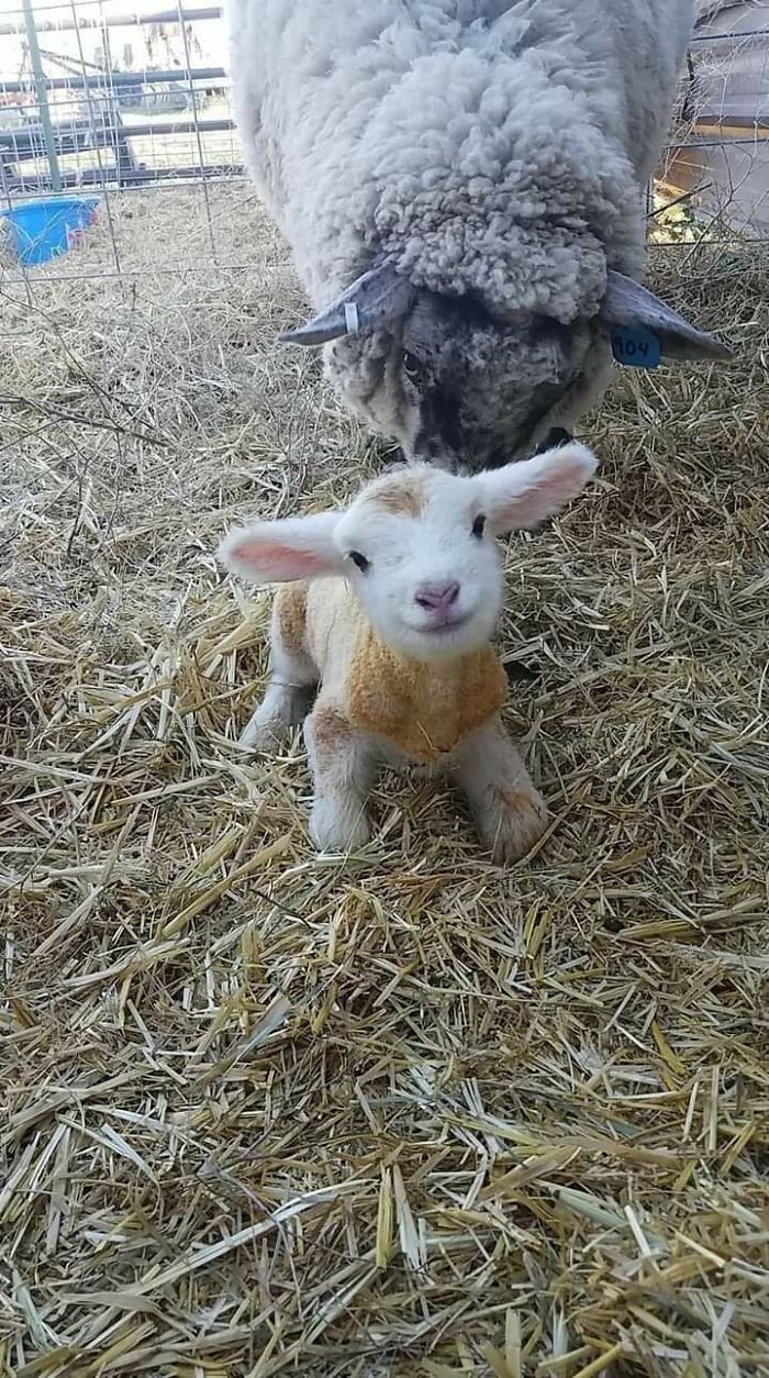 50 Wholesome Photos That Prove We Don’t Deserve Animals