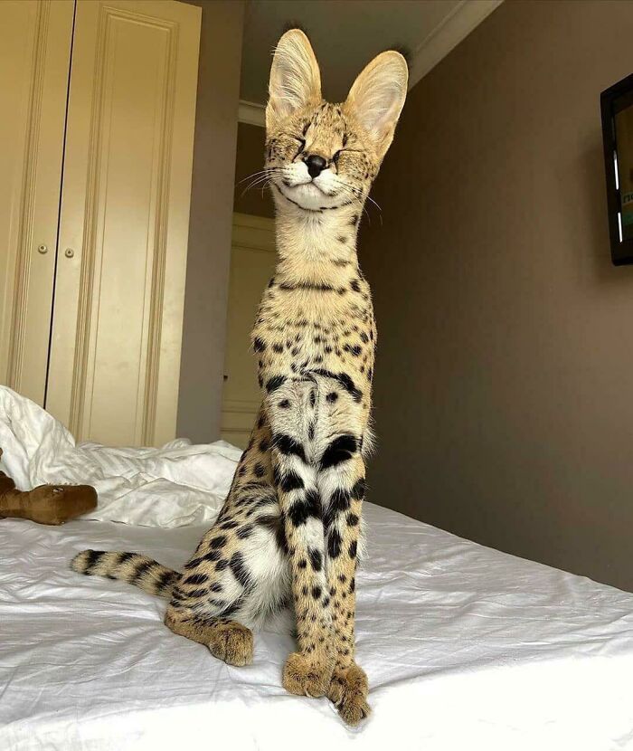 50 Wholesome Photos That Prove We Don’t Deserve Animals