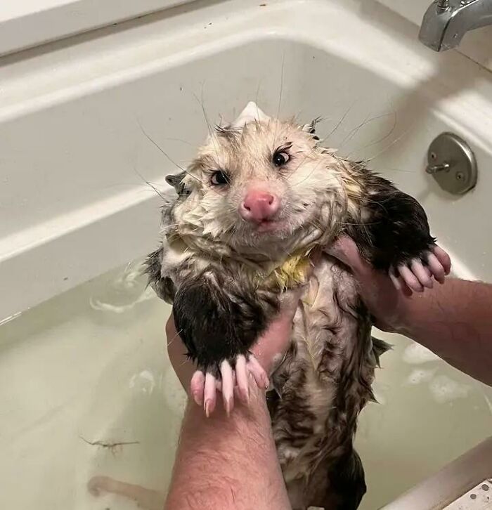 50 Wholesome Photos That Prove We Don’t Deserve Animals