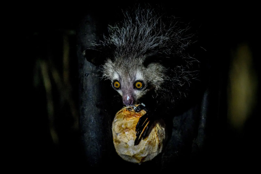19 animals that look like pure science fiction monsters